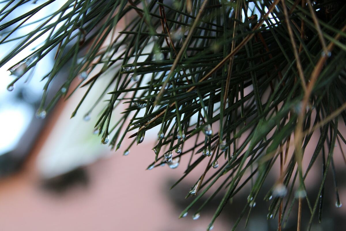 green plant in close up photography