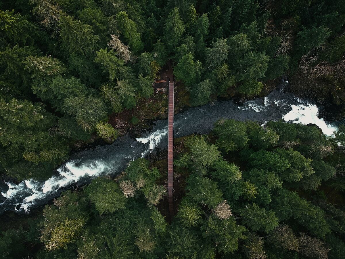 Passerelle suspendue au-dessus d'une rivière dans une forêt verdoyante.